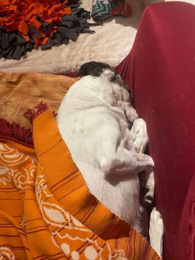 Fotochallenge Nr 96.: Bunt, Bunter, Hund 💐🌹🍁-Beitrag-Bild