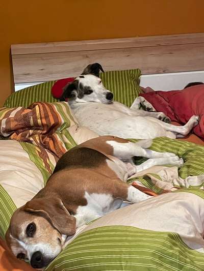 40.Collagen Challenge - Hundefreunde-Beitrag-Bild