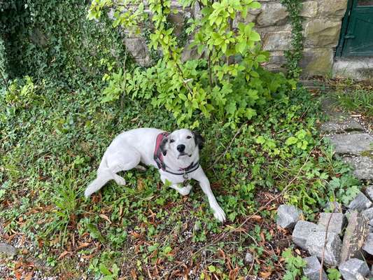 Die besten Hundeblicke 🐾❤️-Beitrag-Bild