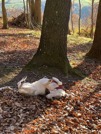 33.Farben Challenge: 
Thema Herbstfarben-Beitrag-Bild