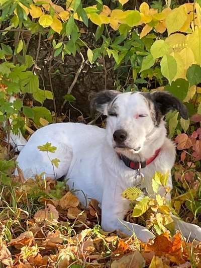 Wie groß waren eure welpen ?-Beitrag-Bild