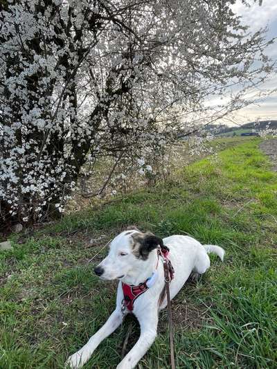Mischlinge - die beste Rasse die es gibt-Beitrag-Bild