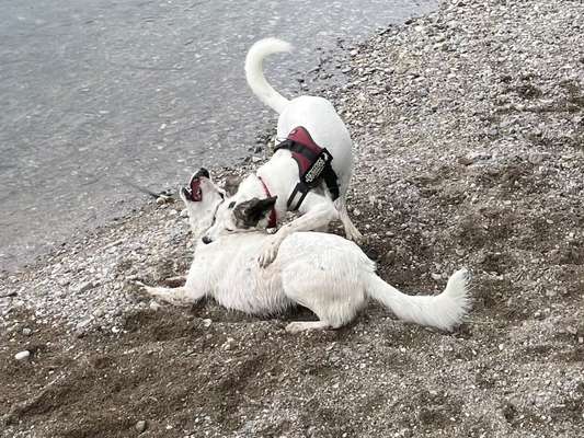 Der Wolf in eurem Hund-Beitrag-Bild