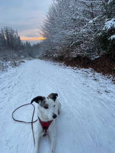 Doppelgänger gesucht !-Beitrag-Bild