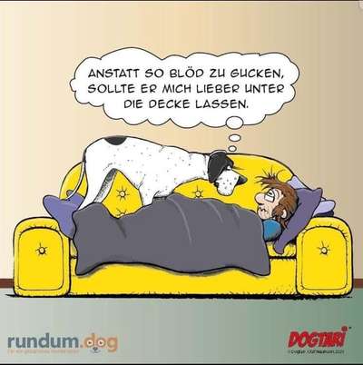 Hunde Memes-Beitrag-Bild
