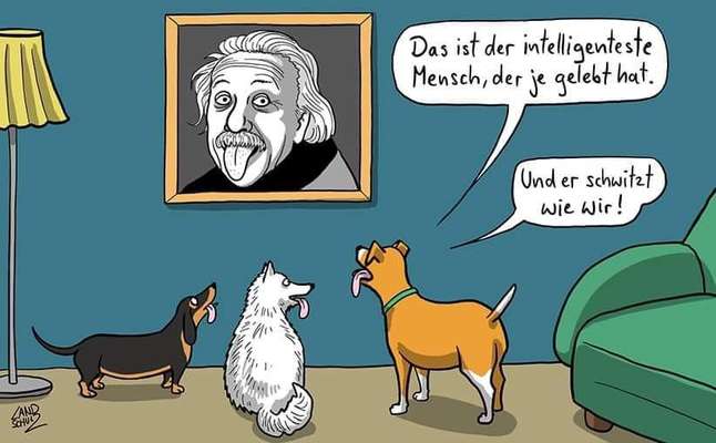 Hunde Memes-Beitrag-Bild