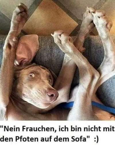 Hunde Memes-Beitrag-Bild