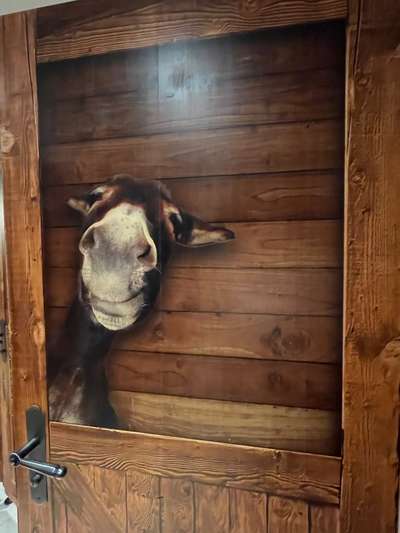 Hunde Memes-Beitrag-Bild