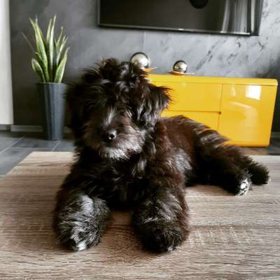 Die Dogorama Kalender Challenge 4/4-Beitrag-Bild