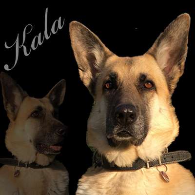 Photomontagen mit Hund-Beitrag-Bild