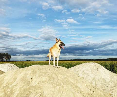 Die Dogorama Kalender Challenge Titelbild-Beitrag-Bild