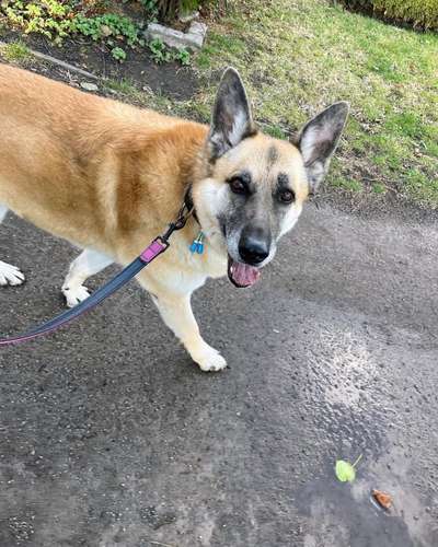 Auslandstierschutz-Beitrag-Bild