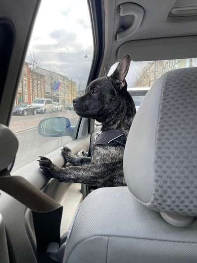 Hundetreffen-Hundekumpels gesucht 🐶-Bild