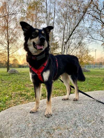 TierschutzhundeStammtisch🐕-Beitrag-Bild