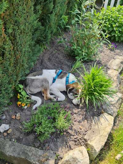 Die Dogorama Monats Challenge "Es grünt und blüht"-Beitrag-Bild