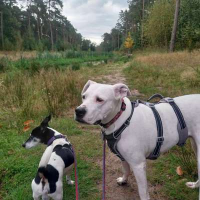 Dogo Argentino Freunde-Beitrag-Bild