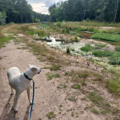 Hundetreffen-Trainings Spaziergang-Bild