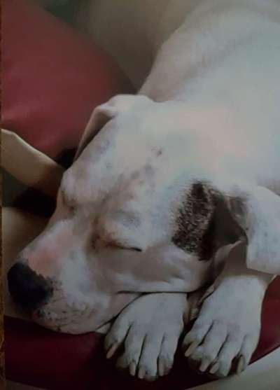 Dogo Argentino Freunde-Beitrag-Bild