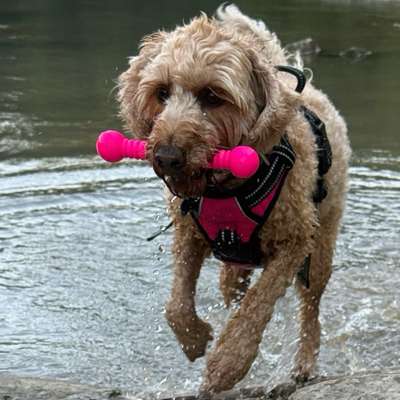 Giftköder-Einzeltraining in Kempten und Umgebung-Bild