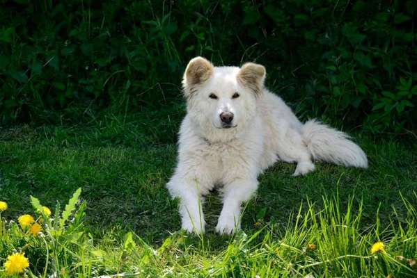 Die Dogorama Kalender Challenge Titelbild-Beitrag-Bild