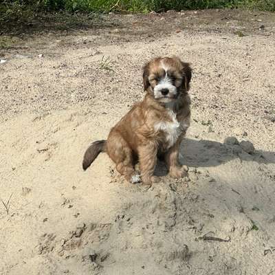 Hundetreffen-Welpen zum spielen gesucht-Bild