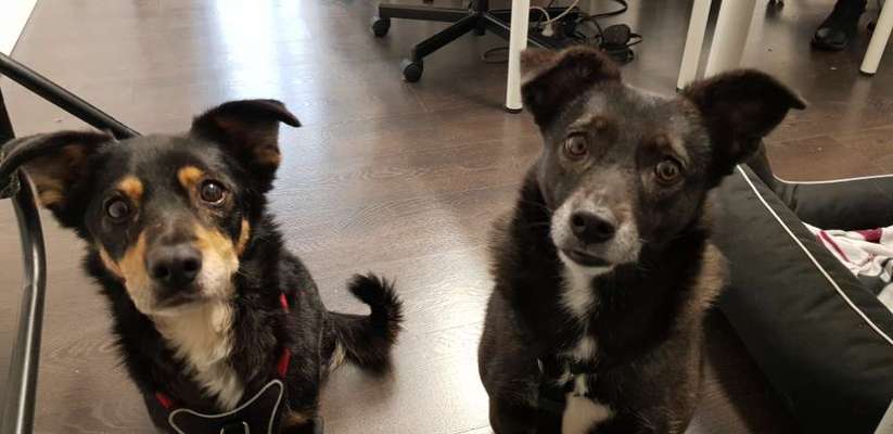 Die besten Hundeblicke 🐾❤️-Beitrag-Bild