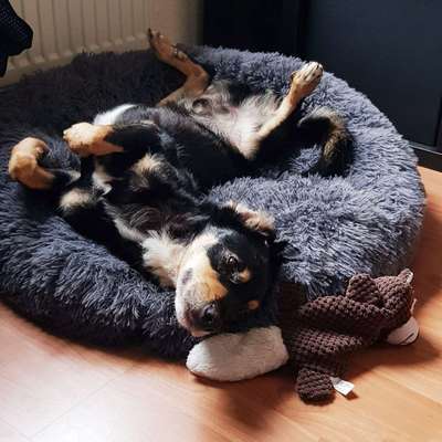 Mischlingshunde Foto Aufruf-Beitrag-Bild