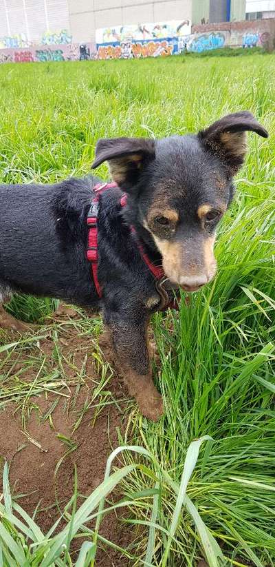 Immer der Nase nach - die schönsten Jagdhund-Bilder-Beitrag-Bild