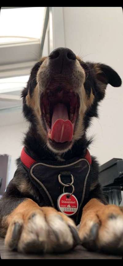 Zeigt mir die tollste Nahaufnahme von eurer Fellnase-Beitrag-Bild