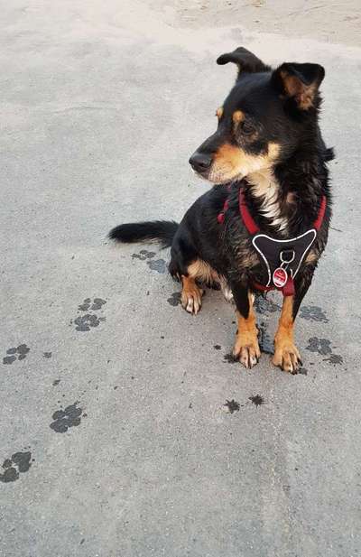 Mischlingshunde Foto Aufruf-Beitrag-Bild