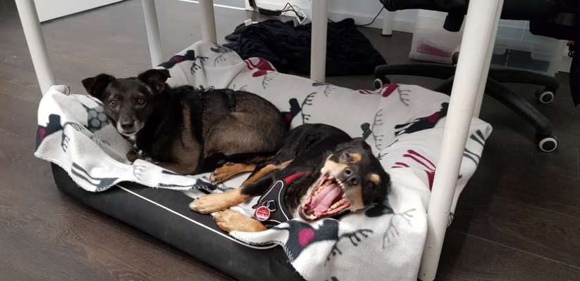 Zeigt eure verrücktesten Hundebilder-Beitrag-Bild