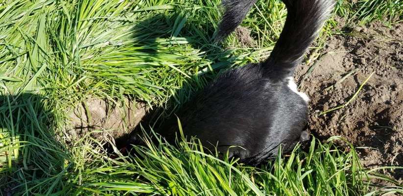 Immer der Nase nach - die schönsten Jagdhund-Bilder-Beitrag-Bild