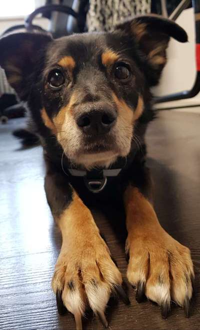 Mischlingshunde Foto Aufruf-Beitrag-Bild