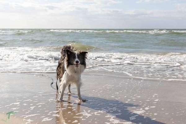 Dogorama-Monats-Challenge-Mai "Wasser"-Beitrag-Bild