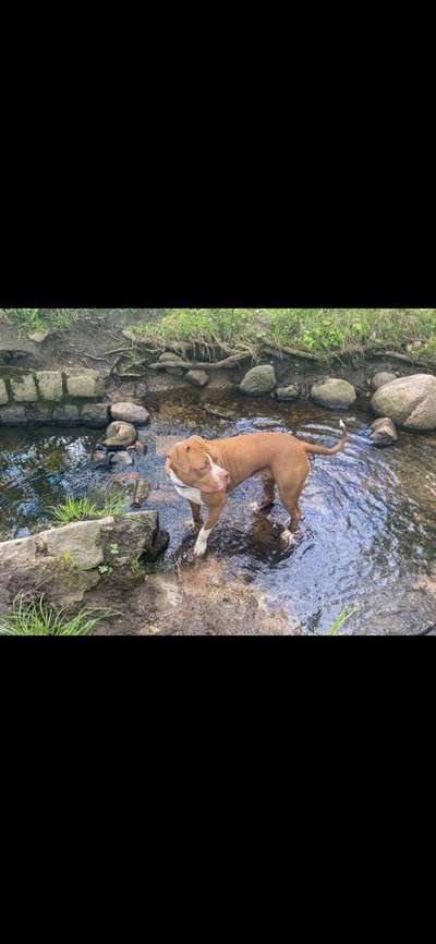 Dogorama Photo Challenge - Steine/Felsen-Beitrag-Bild