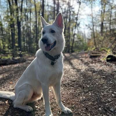 Hundetreffen-Trainings- und Spieltreffen-Bild