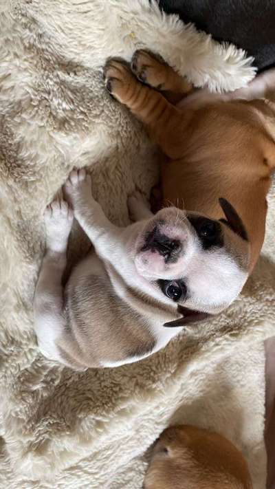 Welpen Bilder !-Beitrag-Bild