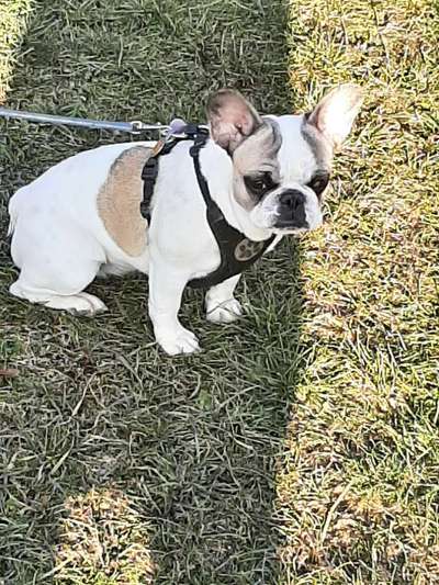 36. Handy Foto Challenge - Sonnenanbeter-Beitrag-Bild