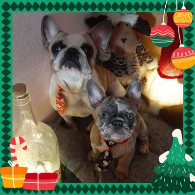 Französische Bulldoggen-Beitrag-Bild