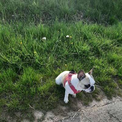 9.Farben-Fotochallenge            Gelb-Beitrag-Bild