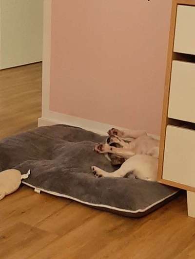 Hands,äh Pfoten up in the Air-Beitrag-Bild