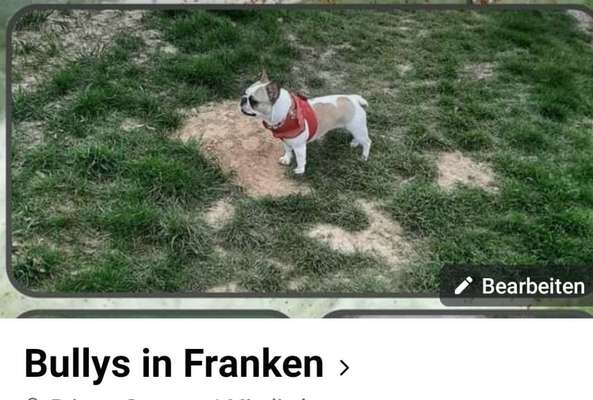 Französische Bulldoggen-Beitrag-Bild
