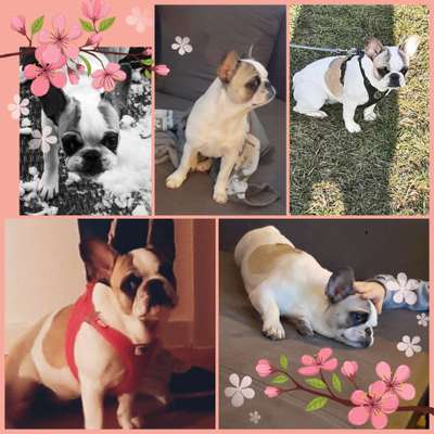 23. Collagen-Challenge: Portraits-Beitrag-Bild