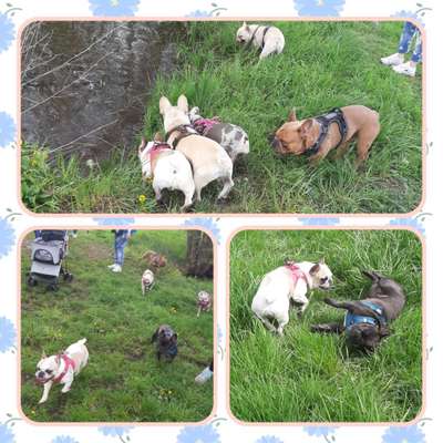 Französische Bulldoggen-Beitrag-Bild