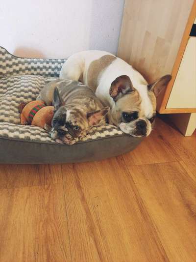 Französische Bulldoggen-Beitrag-Bild