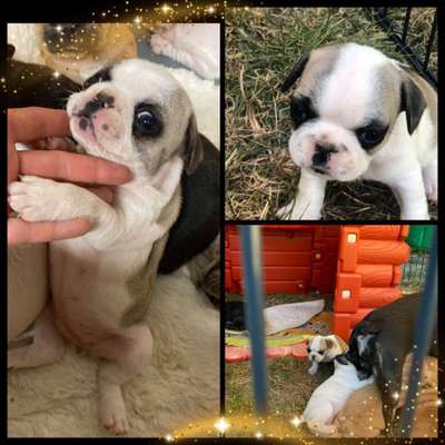 Französische Bulldoggen-Beitrag-Bild