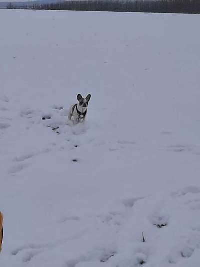 Dogorama Photo Challenge - Winterstimmung-Beitrag-Bild