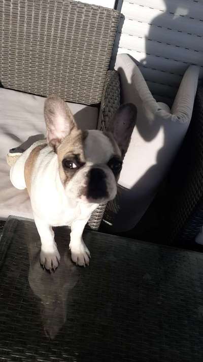 Fotowettbewerb zum Thema "Sonne"-Beitrag-Bild