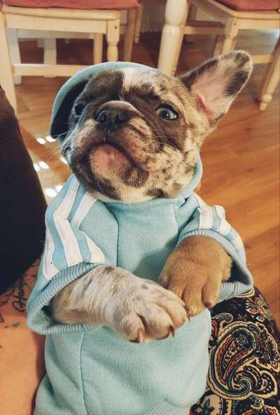 Welpen Bilder !-Beitrag-Bild