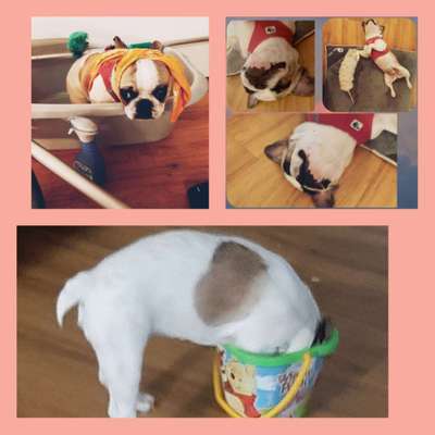 34. Collagen Challenge: "Crazy dogs"-Beitrag-Bild